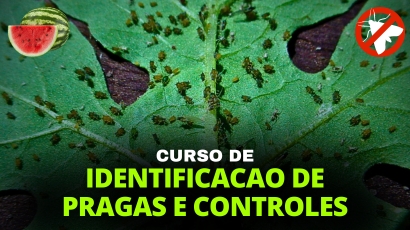 CURSO IDENTIFICAÇÃO DE PRAGAS E CONTROLES NA CULTURA DA MELANCIA